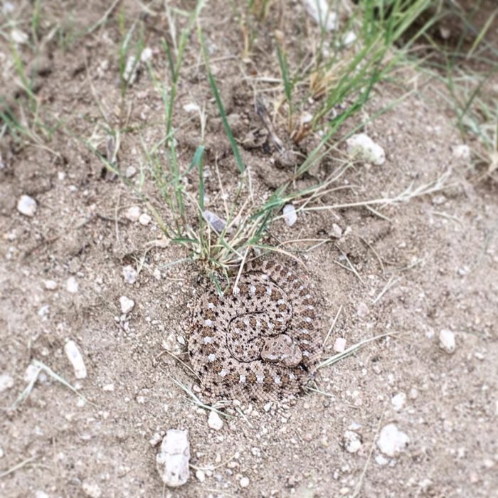 SERPIENTE TIERRA