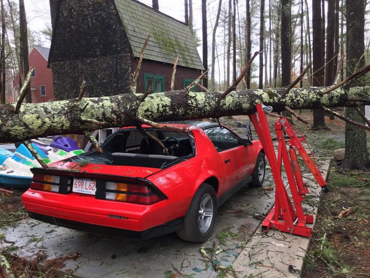 árbol auto