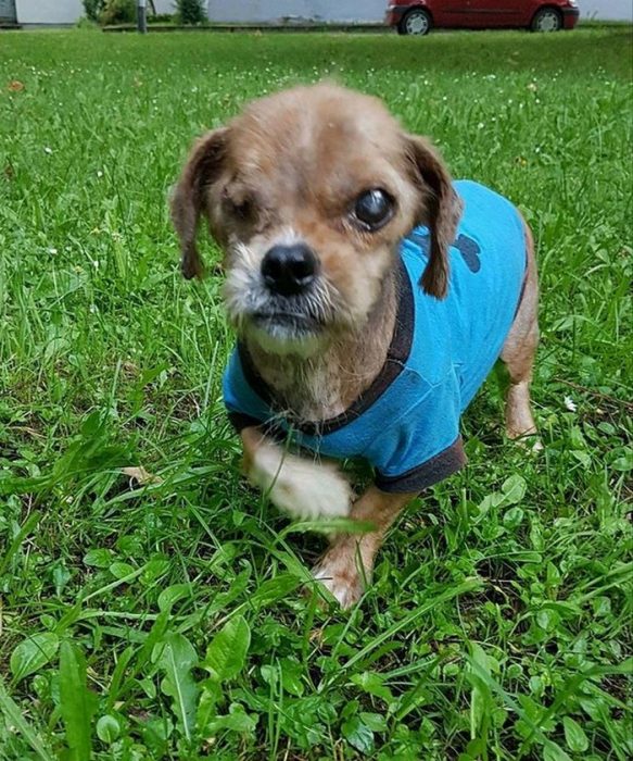 Increíble transformación de perrito callejero Recreo Viral