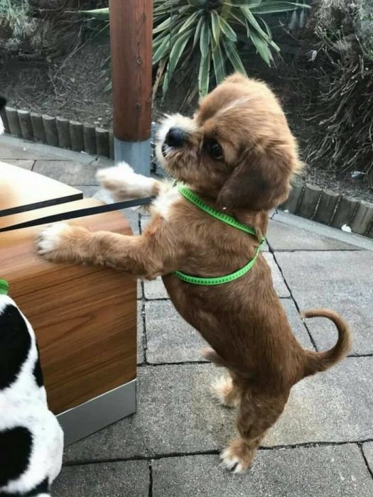 Increíble transformación de perrito callejero Recreo Viral