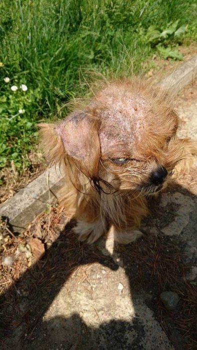 Increíble transformación de perrito callejero Recreo Viral