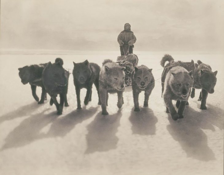 Perros tirando de trineo en la primera expedición Antártica Australiana