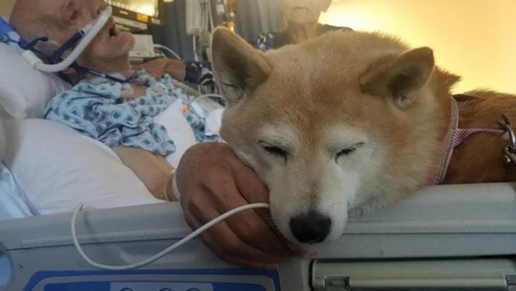 shiba con viejito en el hospital 