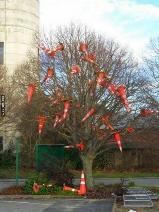 conos viales en un árbol 