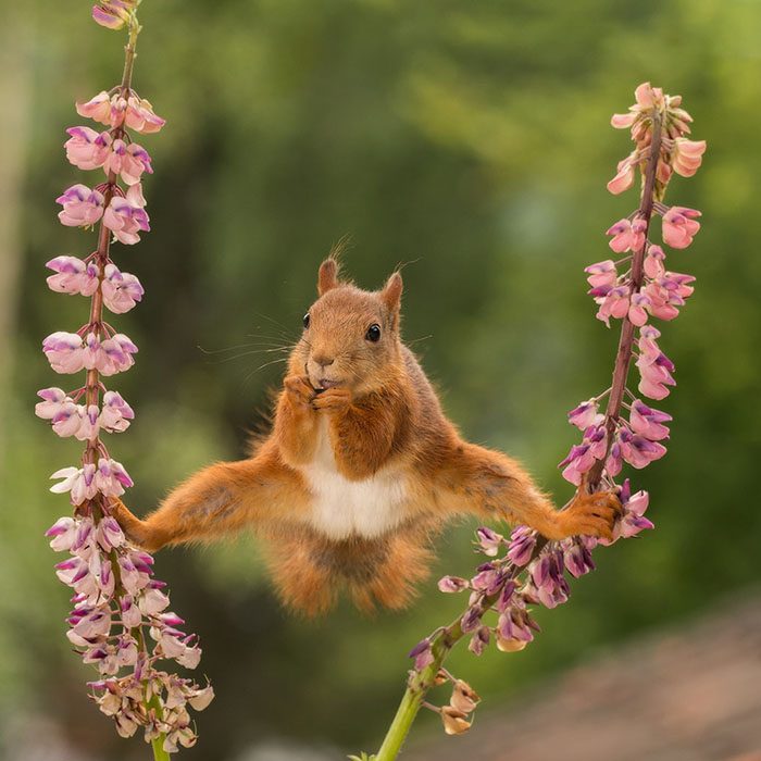 ardilla haciendo split 