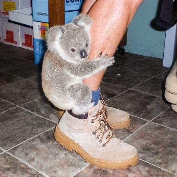 koala abrazo