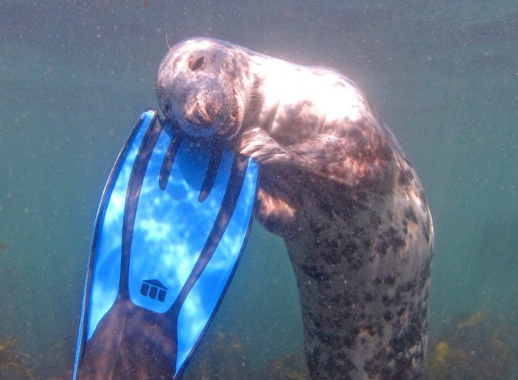 foca abraza tabla de surf