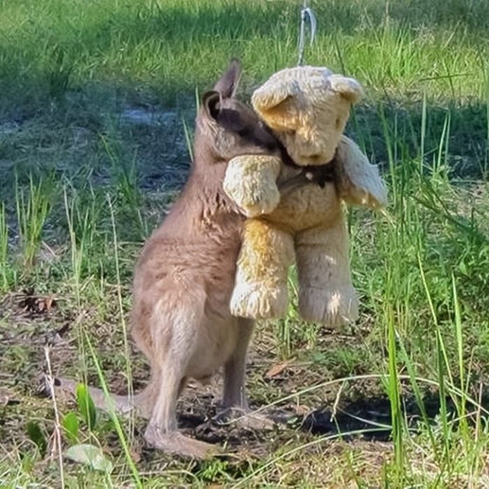 canguro abraza peluche