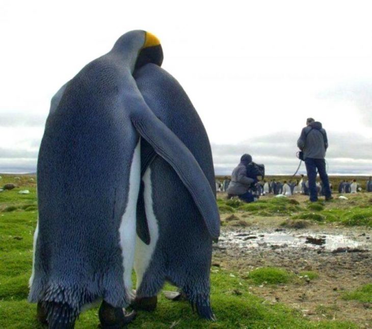 pingüinos abrazo