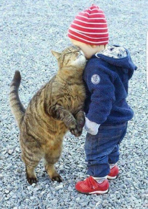 gato abraza a niño