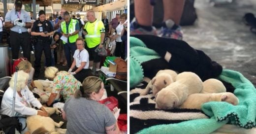 Cover perrita da a luz en el aeropuerto