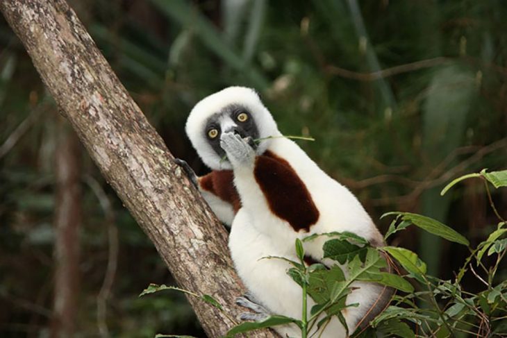 lemur tapándose la boca 