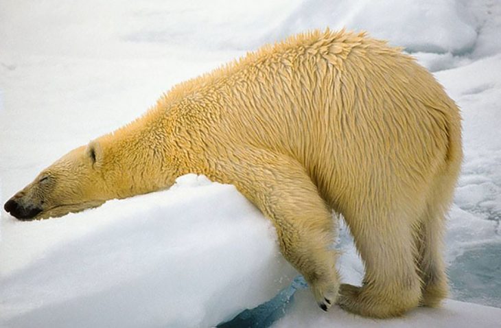 oso polar recostado en hielo 