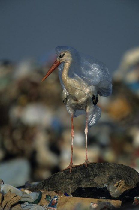 pelícano con una bolsa de plástico 