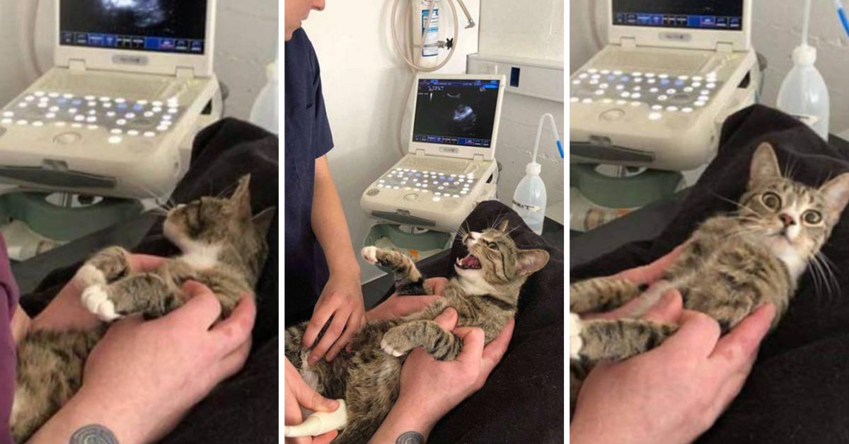 Graciosa reacción de una gatita al saber que está embarazada