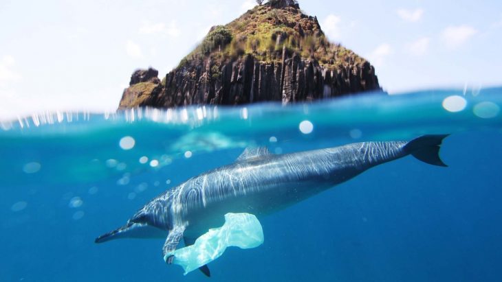 delfín con una bolsa de basura 