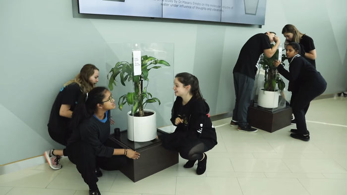 Ikea experimento bullying plantas