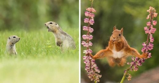 Cover Fotos de Comedy Wildlife Photo Awards 2018