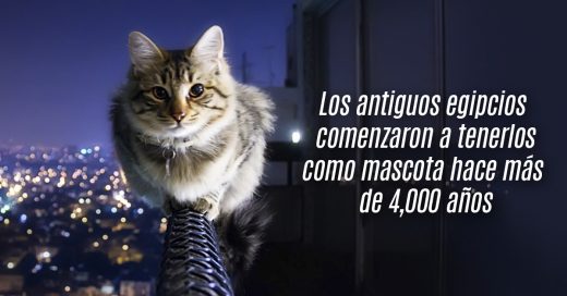 Cover 10 Cosas que no sabías de los gatos