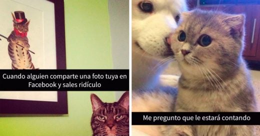 Cover snapchat de gatos que mejorarán tu día por completo