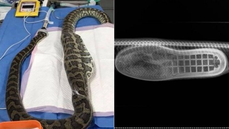 serpiente con zapato dentro 