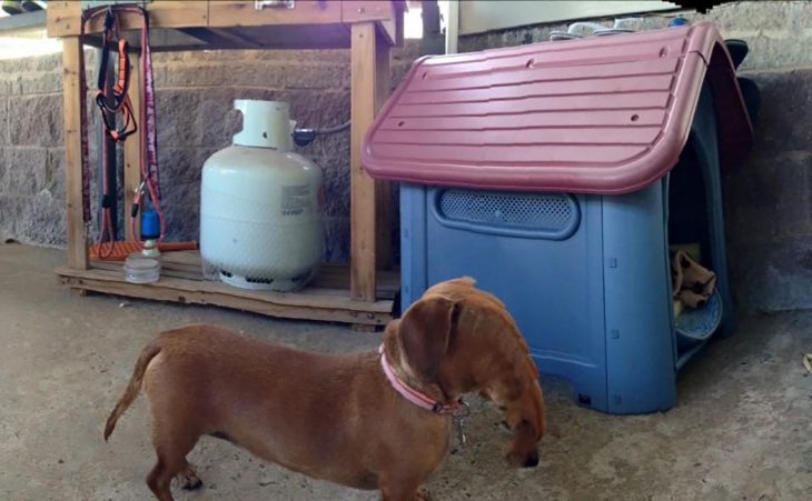 foto panorámica que salió mal de un perrito que parece que tiene cara de elefante