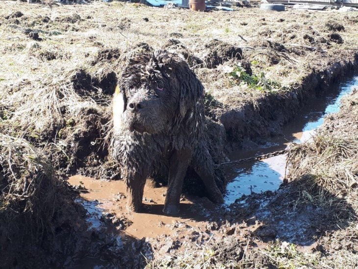 perrito lleno de fango