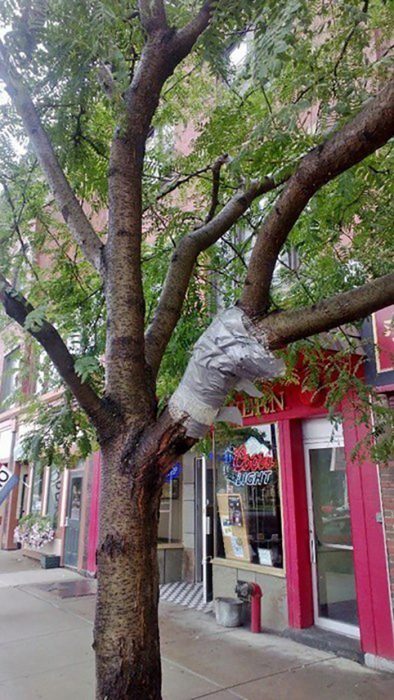 árbol con cinta para pegar su rama