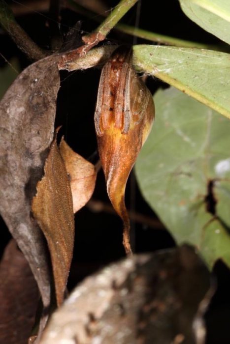 Araña que parece hoja recreoviral.com