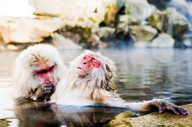 dos monitos en el agua 