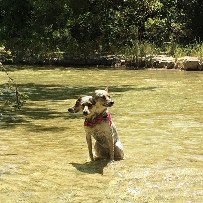 foto fallida panorámica de perrito con bandana 