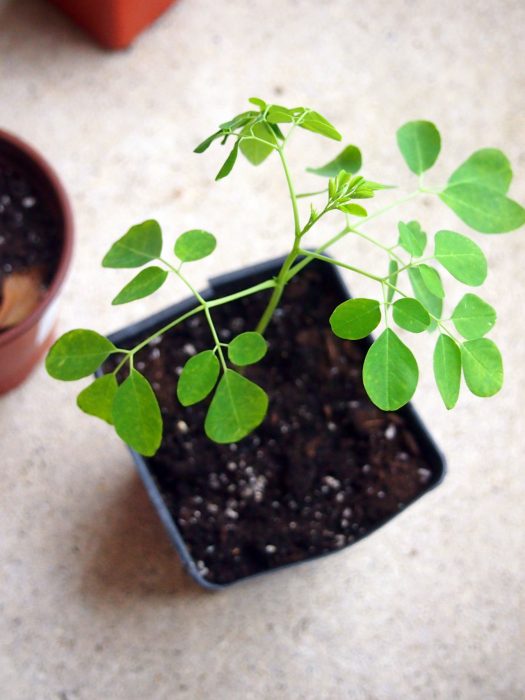 planta de moringa 