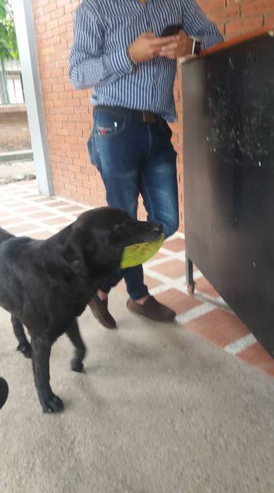 negro perrito inteligente