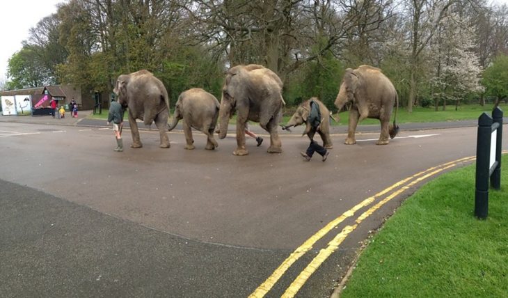 foto fallida panorámica de elefantes