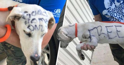 Cover perro abandonado con un mensaje escrito en su cuerpo