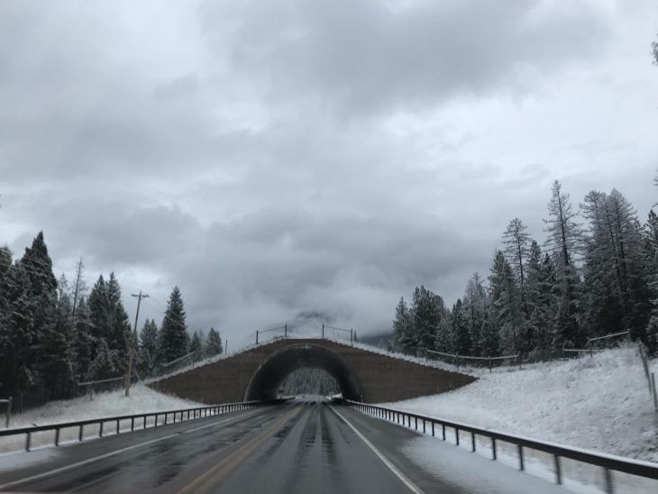 Puente de cruce para animales