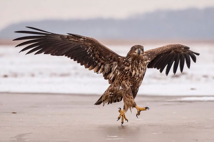 águila con las alas extendidas 