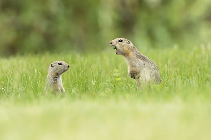 dos perritos de la pradera 