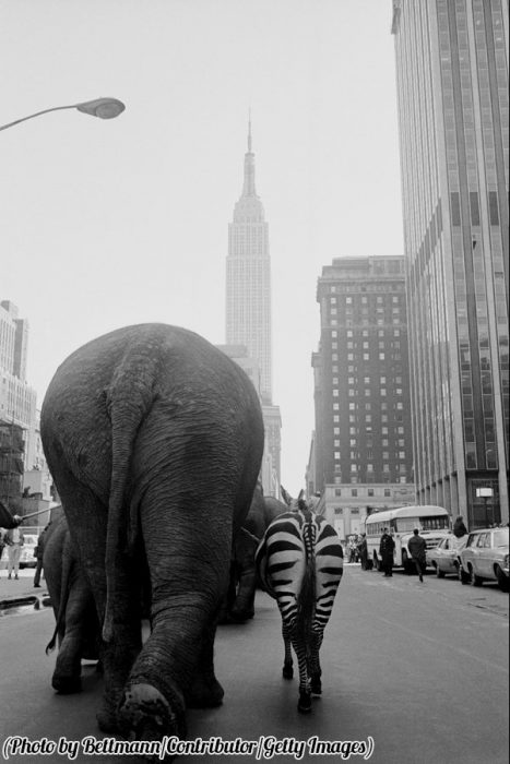 Animales caminando por las calles de Manhattan, 1968