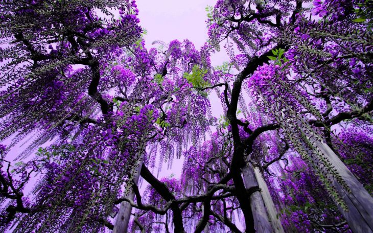  Parque de flores - Ashikaga, Japón