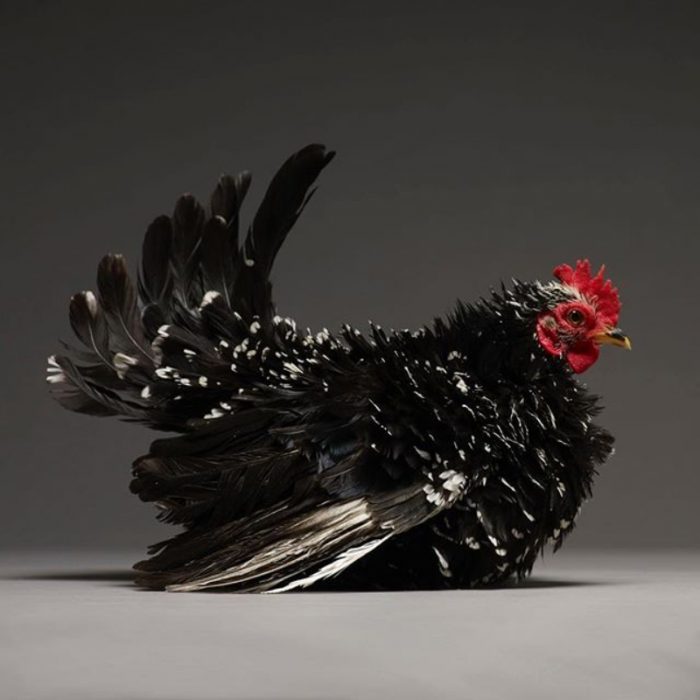 gallo negro de plumas paradas 