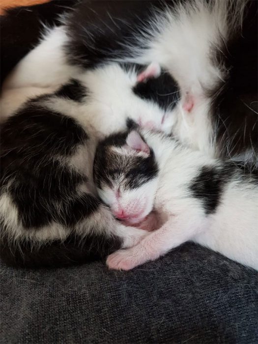 Encontró a una gatita y a sus bebés debajo de su cama Recreo Viral