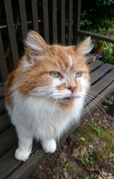 Gato cumplió 30 años Recreo Viral