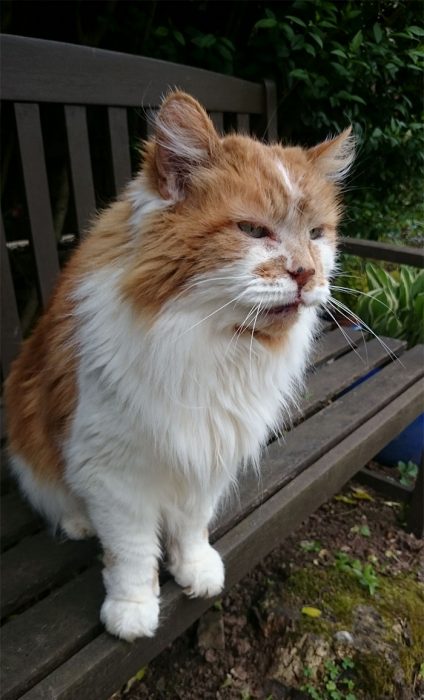 Gato cumplió 30 años Recreo Viral