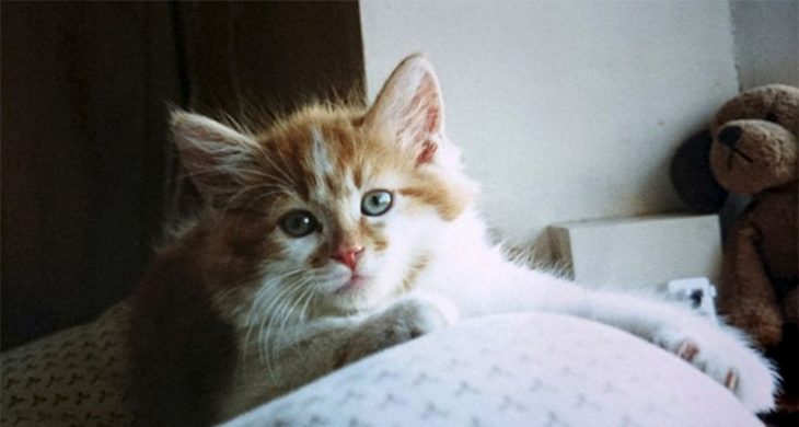 Gato cumplió 30 años Recreo Viral