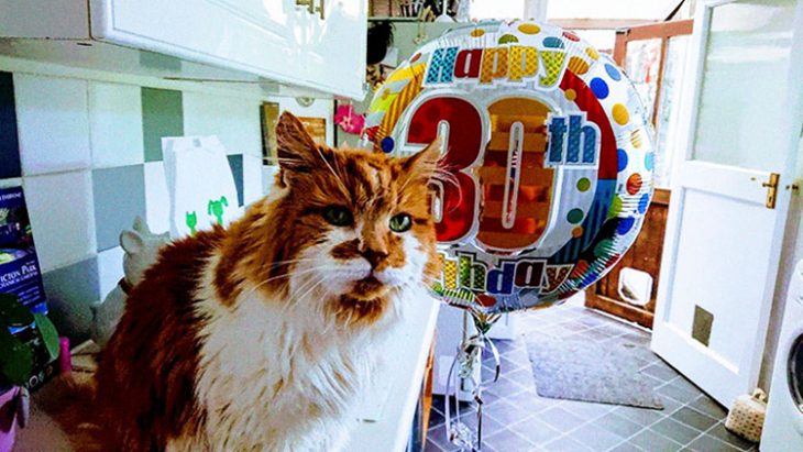 Gato cumplió 30 años Recreo Viral