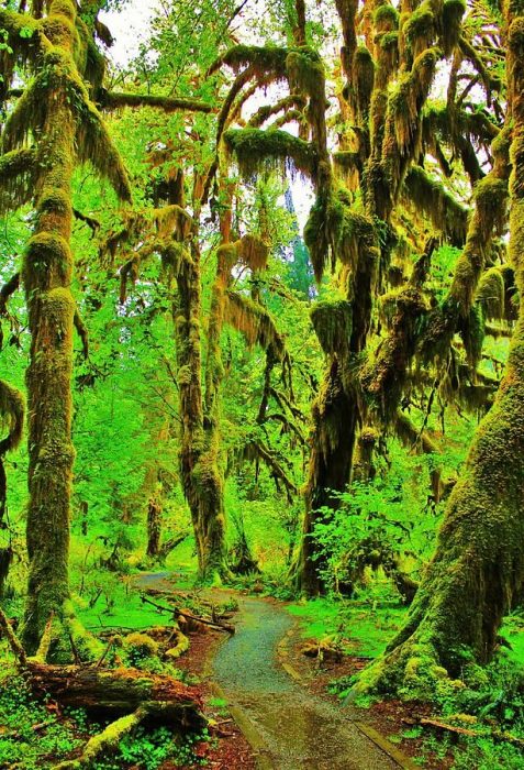 Salón de Los Musgos, Parque Nacional, Washington