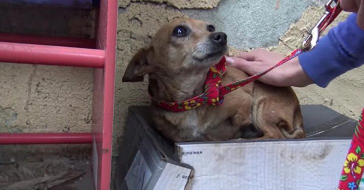 Perrita con tres patitas es adoptada Recreo Viral