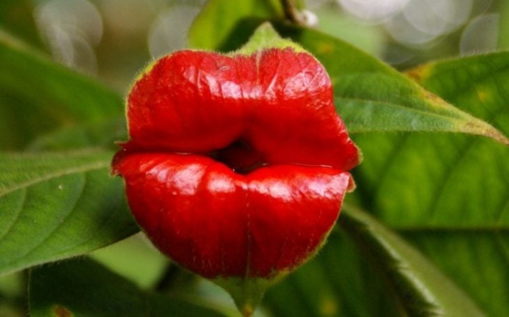 flor beso de novia