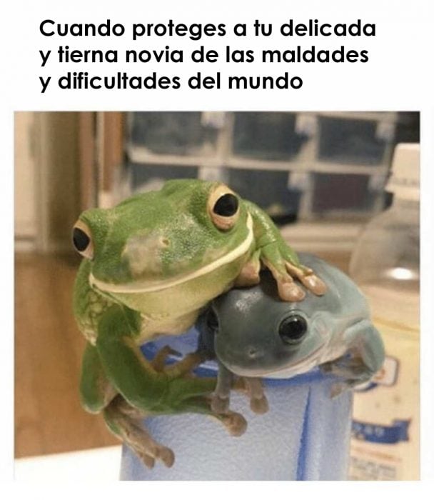 meme de novios ranitas 